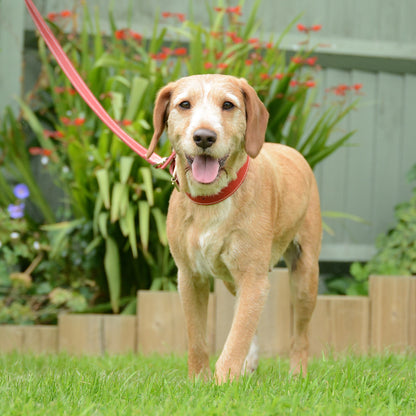 Artisanal Cherry Red Leather Dog Collar