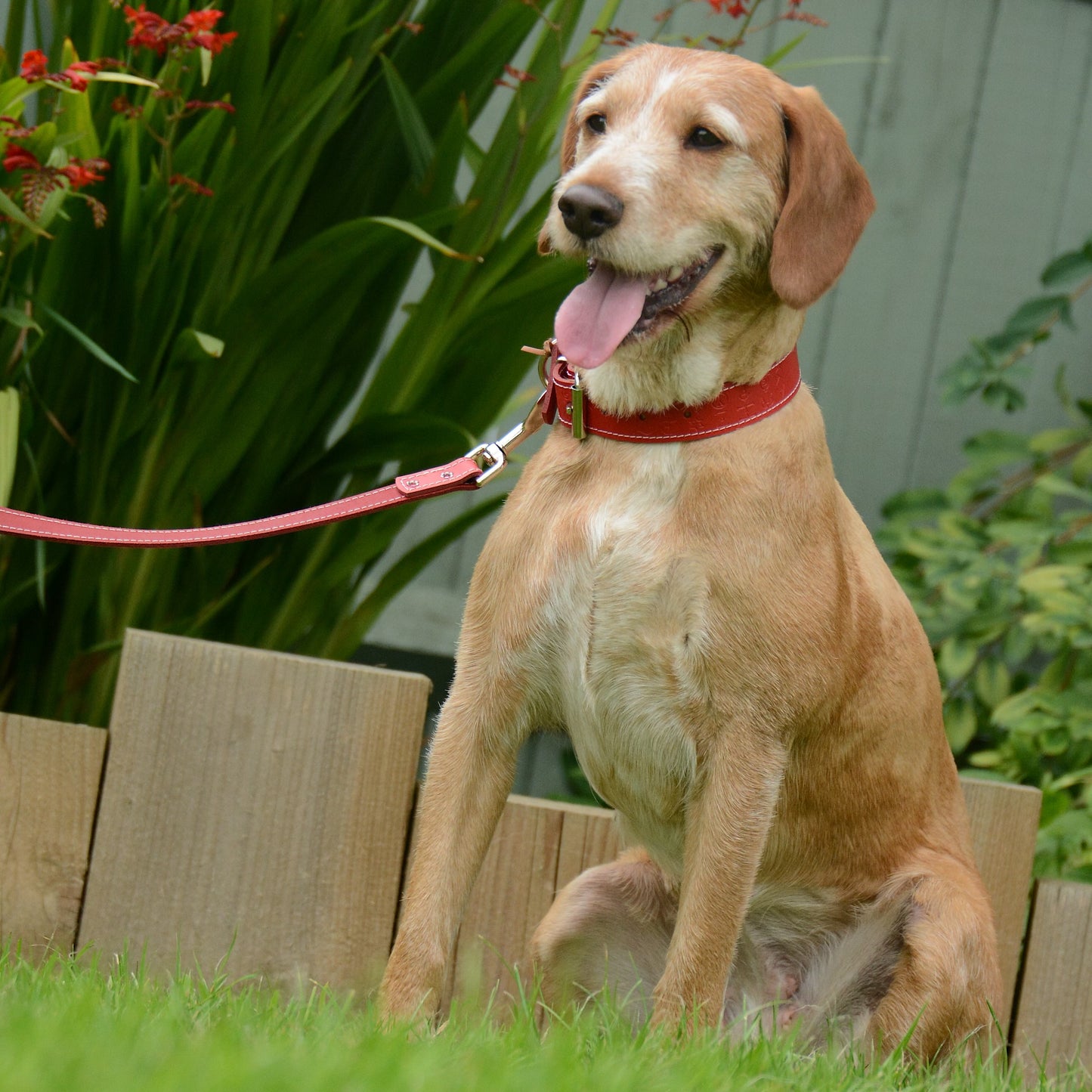 Artisanal Cherry Red Leather Dog Collar