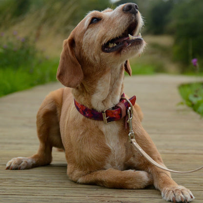 Azure Sunset Leather Dog Collar - Pawchou