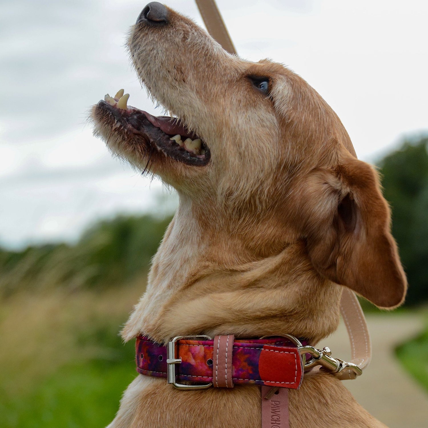 Azure Sunset Leather Dog Collar - Pawchou