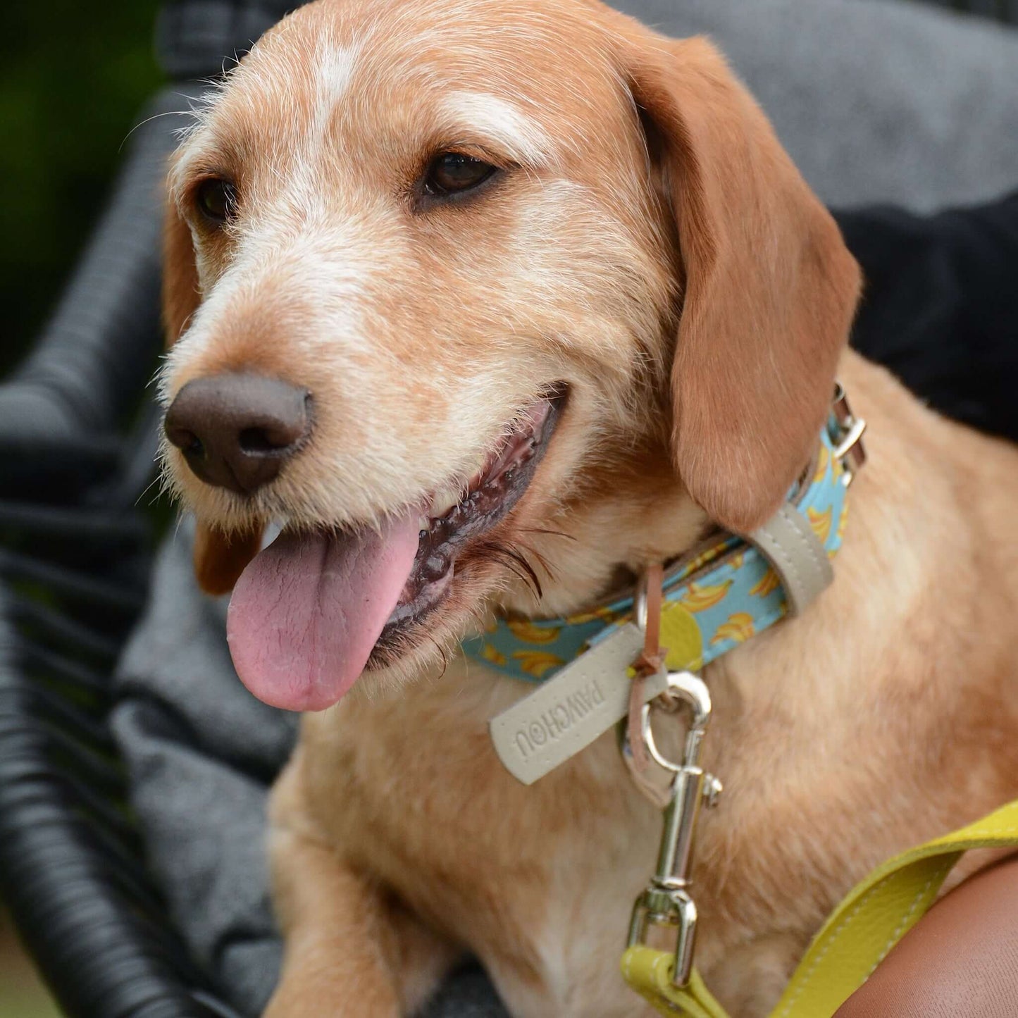 Banana Breeze Leather Dog Collar - Pawchou