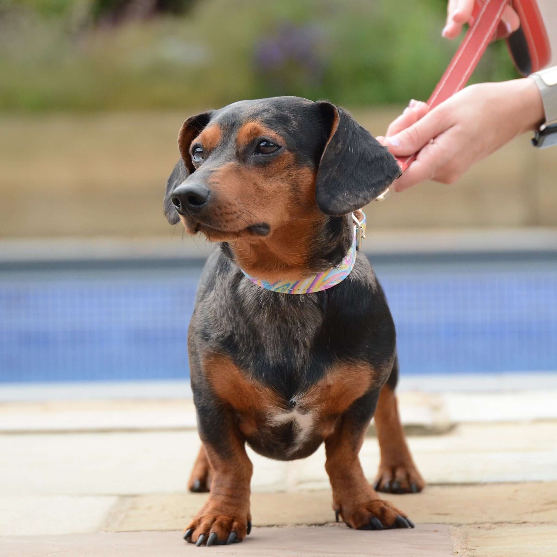 Candy Coast Leather Dog Collar - Pawchou