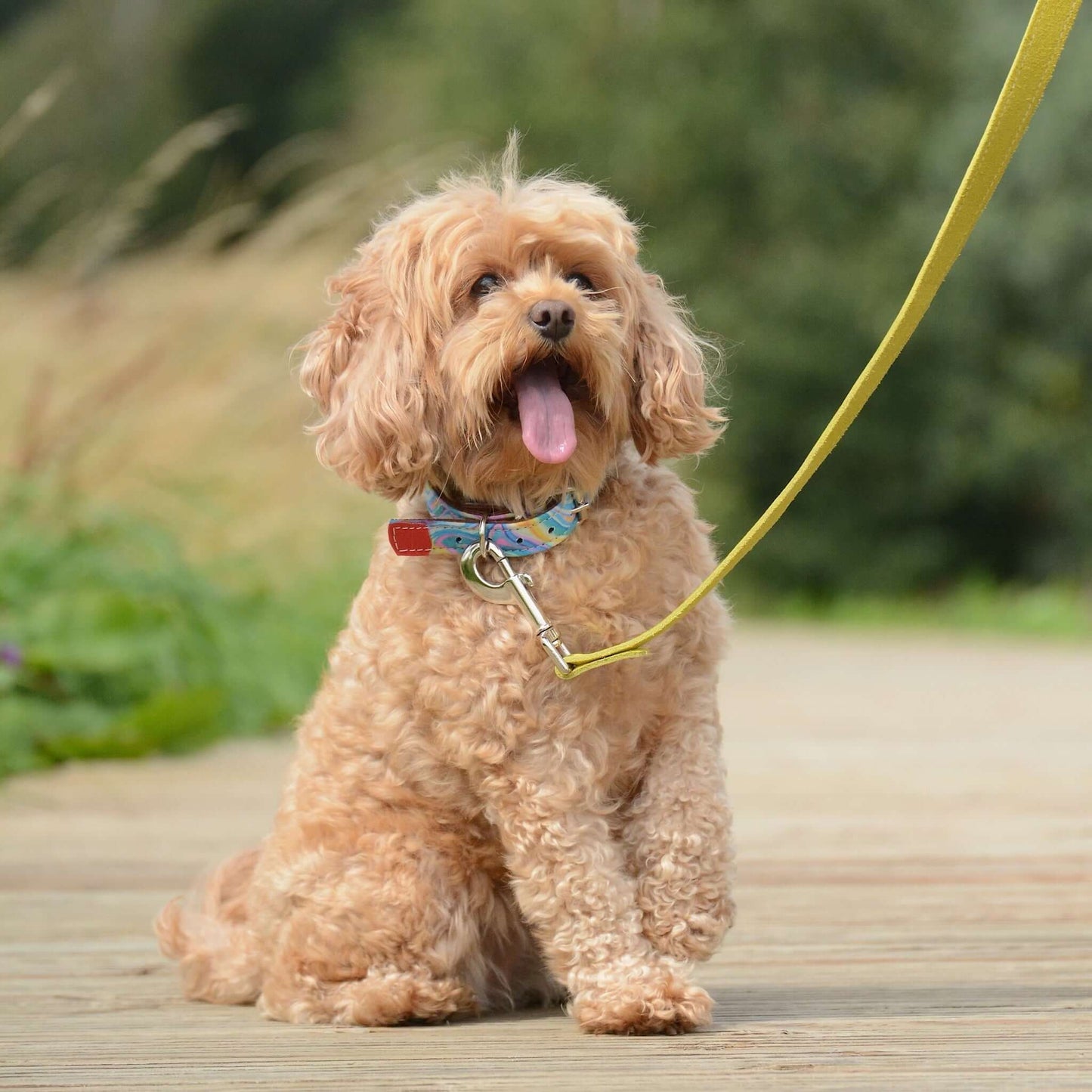 Candy Coast Leather Dog Collar - Pawchou