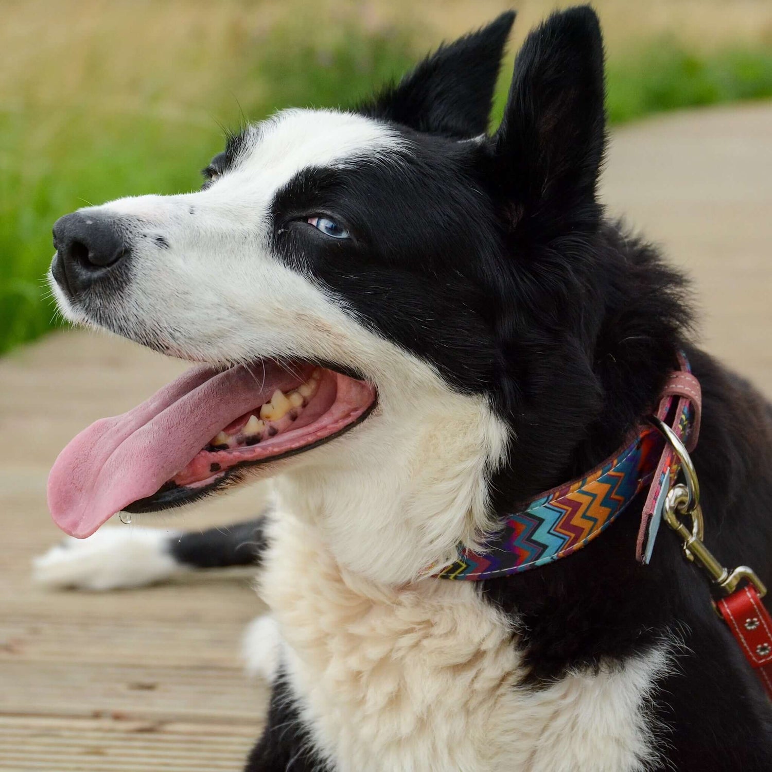 Rainbow Peak Leather Dog Collar - Pawchou