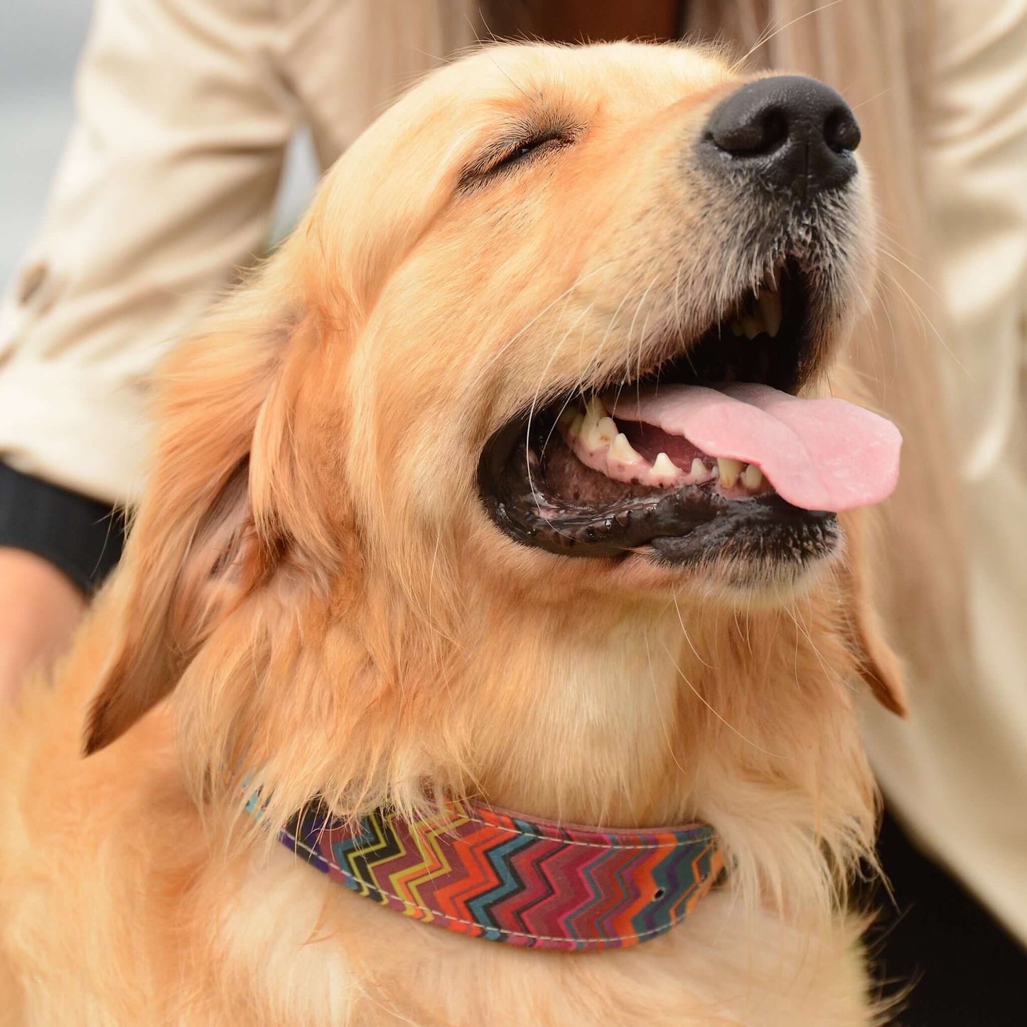 Rainbow Peak Leather Dog Collar - Pawchou